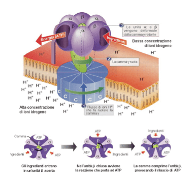 Binding Change Mechanism