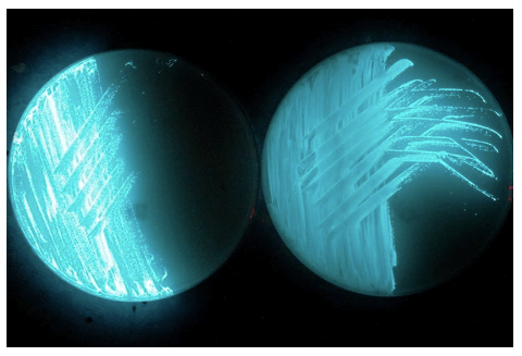 Bioluminescenza e colture su piastre Petri di alcuni ceppi del genere Phosphoreum