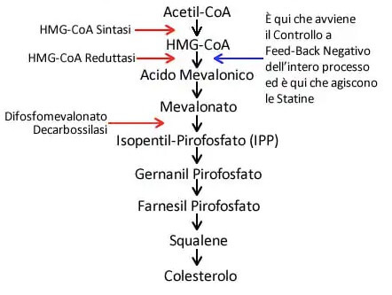 Biosintesi del colesterolo
