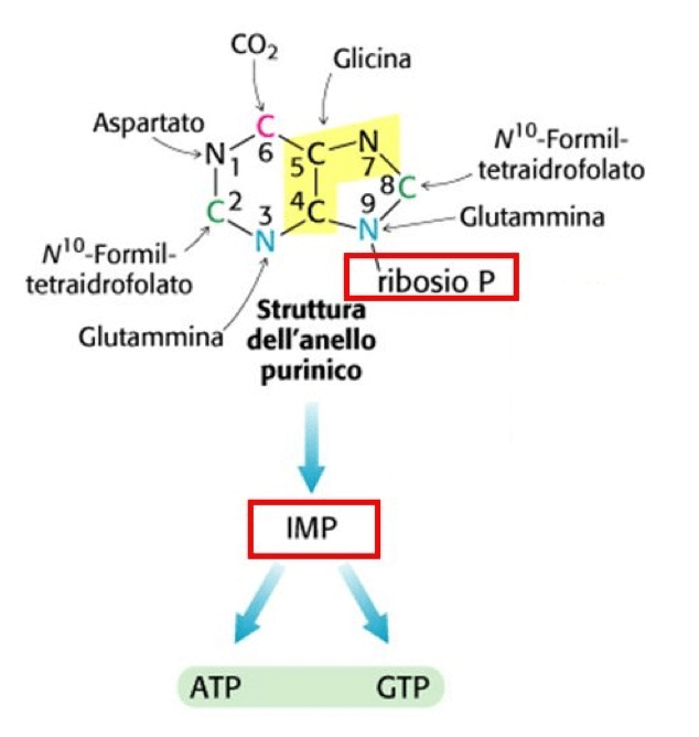 Biosintesi del GTP