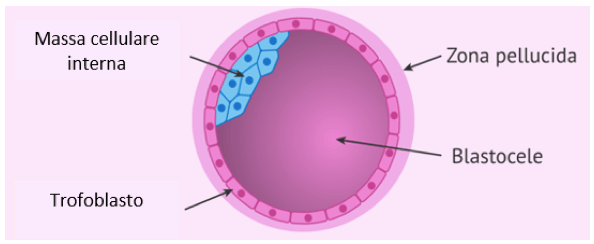Blastocisti