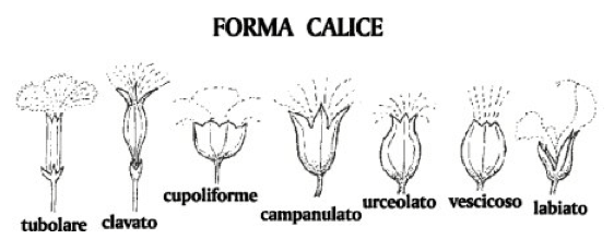 Calici gamosepali