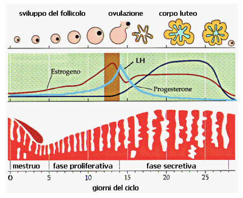 cambiamenti ciclo mestruale