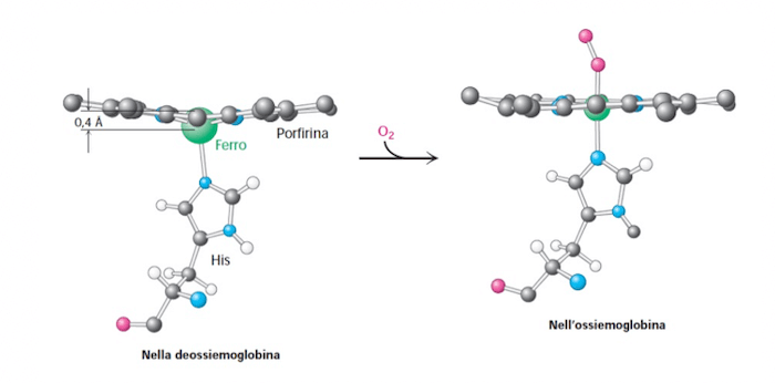 Cambiamento di conformazione dello ione ferro rispetto al piano della protoporfirina