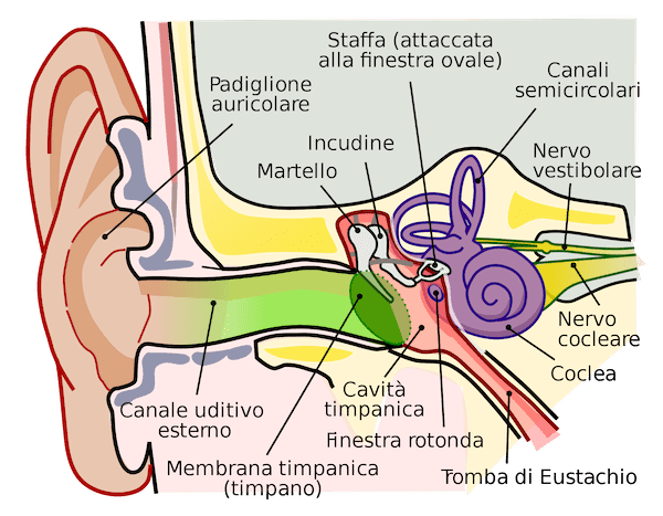 Canale uditivo esterno