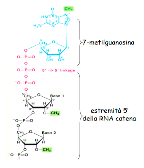 Cappuccio di guanosina dell'mRNA