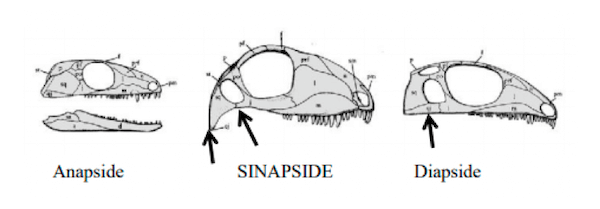 Caratteristica del cranio dei Sinapsidi, dei Diapsidi e degli Anapsidi