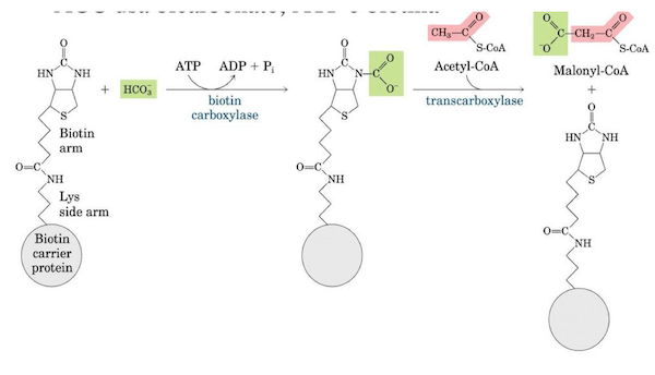 carbossilazione dell'AcetilCoA in MalonilCoA