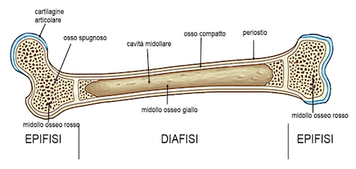 Cavità midollari di un osso lungo