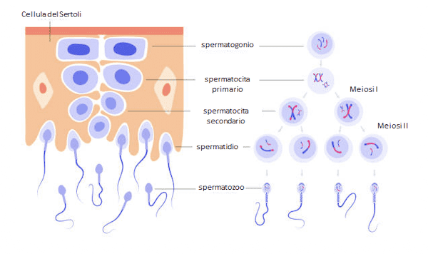 Cellule del Sertoli