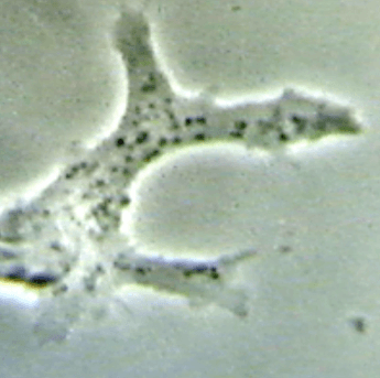 Cellula dendrica