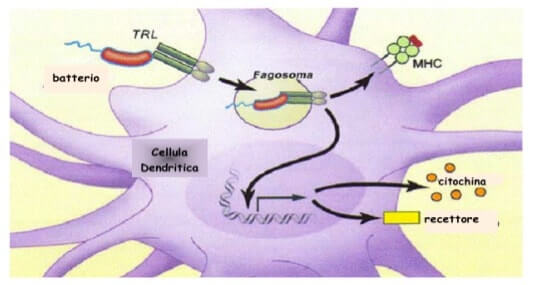 Cellula dendritica e fagocitosi
