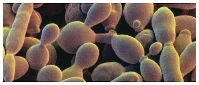 Cellule di lievito: Saccharomyces cerevisiae