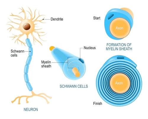 Cellula di Schwann e guaina mielinica