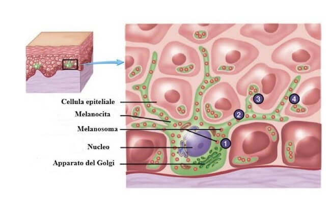 cellula epiteliale e melanocita