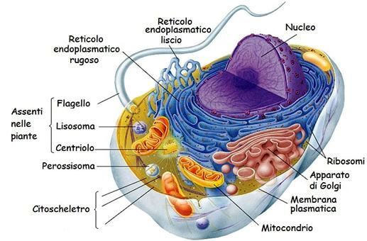 cellula eucariota