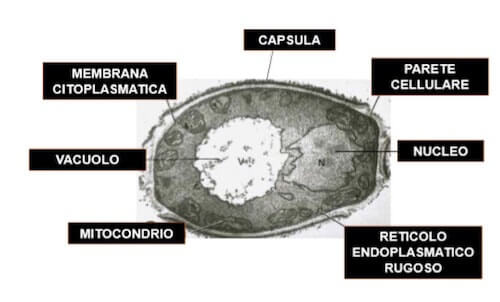 cellula fungina