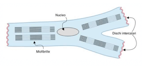 Cellula muscolare cardiaca