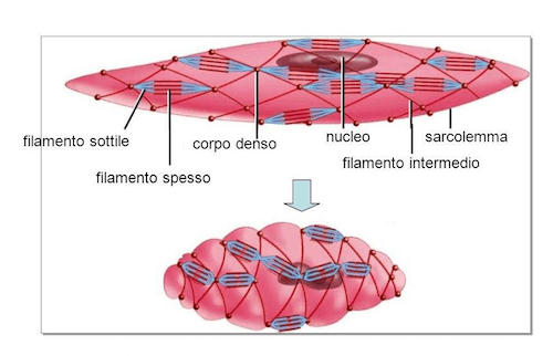 Cellula muscolare liscia