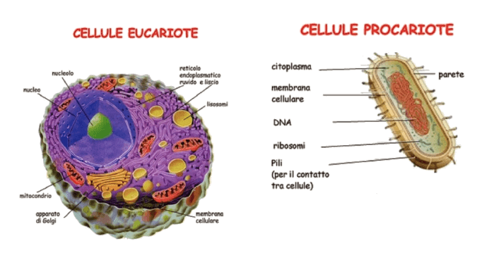 Cellula procariota ed eucariota