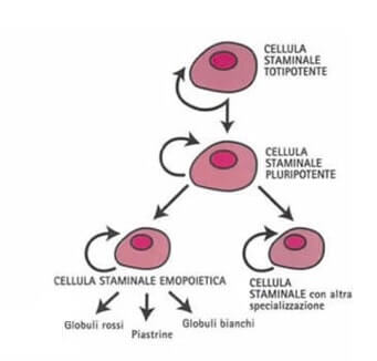 cellula staminale ematopoietica