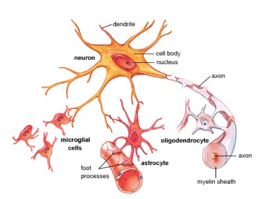 Le cellule del tessuto nervoso: la glia (microglia e macroglia) e i neuroni