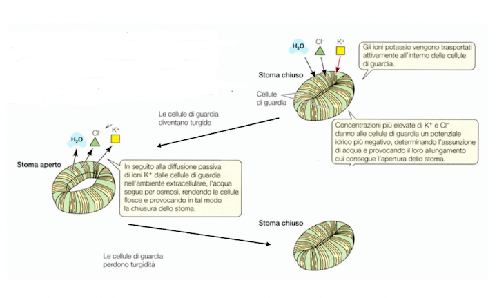 Turgidità delle cellule di guardia