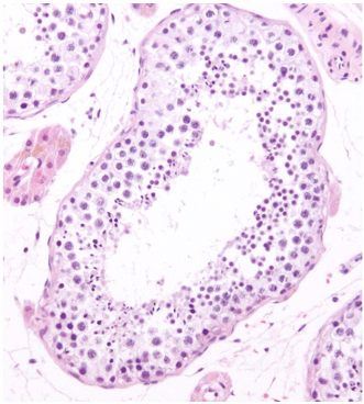 Cellule germinali maschili nel tubulo seminifero