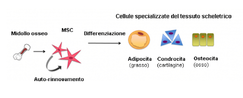 Le cellule mesenchimali sono staminali pluripotenti, presenti in tutti i tessuti mesodermici, in grado di differenziarsi in adipociti, condrociti e osteociti