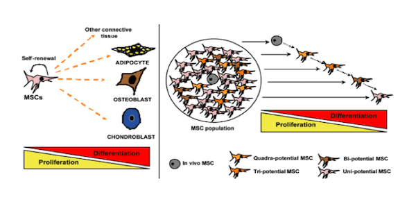 cellule mesenchimali