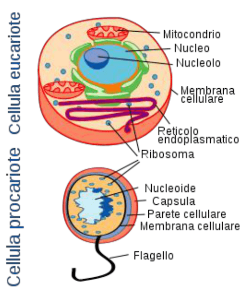 cellule procariotiche ed eucariotiche