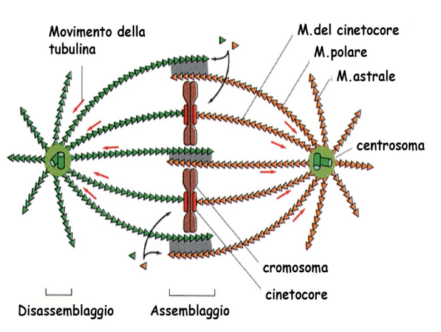 centrosoma e fuso mitotico