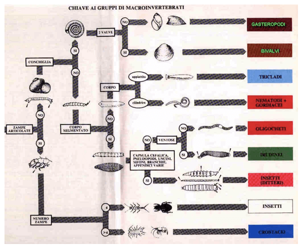 Chiavi dicotomiche per i macroinvertebrati