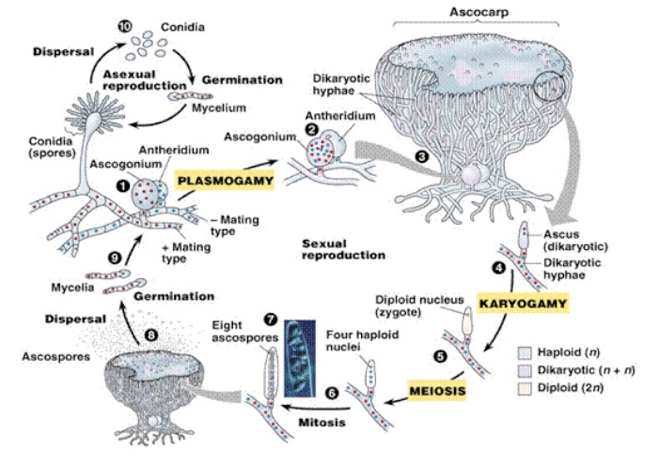 Cicli riproduttivi negli ascomiceti
