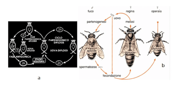 Cicli vitali in rotiferi e api