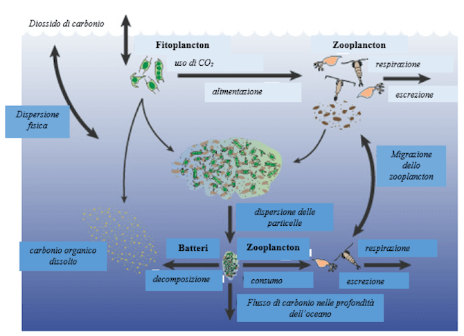Ciclo del carbonio tra atmosfera e oceano e mari 