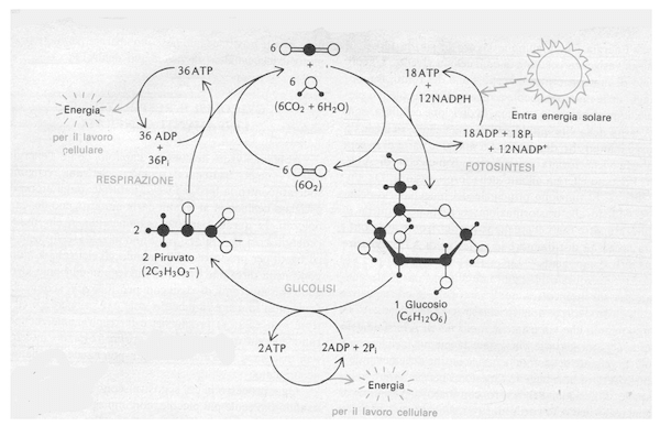 Ciclo del carbonio