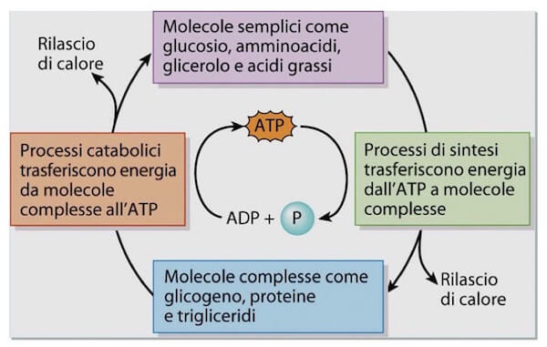 ciclo dell'ATP