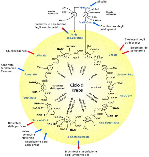 ciclo di krebs