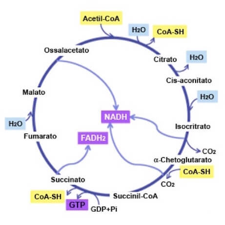 ciclo dell'acido citrico