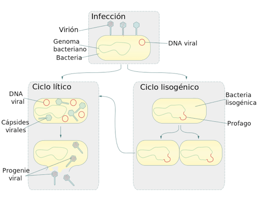 ciclo litico e ciclo lisogeno nei fagi