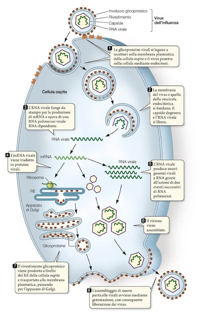Ciclo riproduttivo del retrovirus