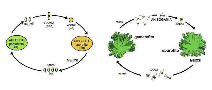 Ciclo vitale aplo-diplonte in organismi vegetali