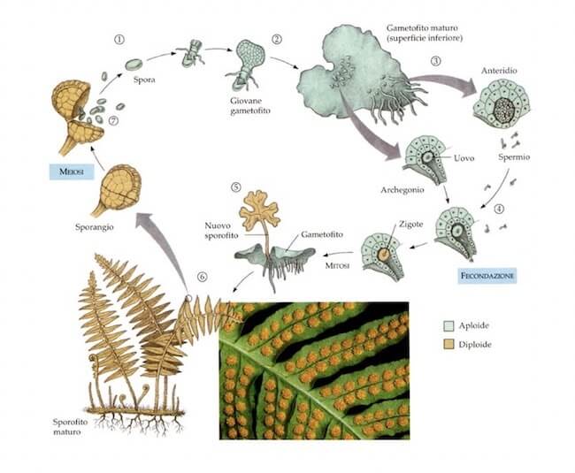 ciclo vitale di una felce