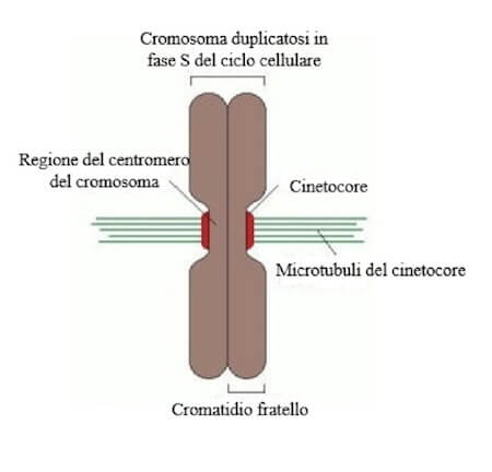 cinetocore