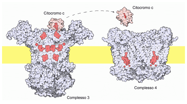 Citocromo C e catena di trasporto degli elettroni