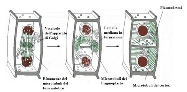 citodieresi nelle cellule vegetali