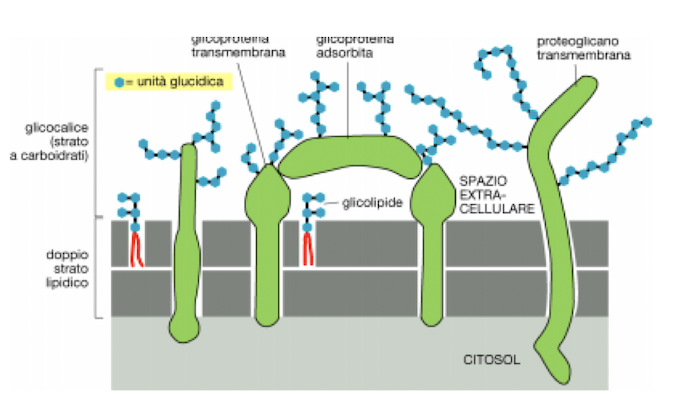 Classi di composti che formano il glicocalice