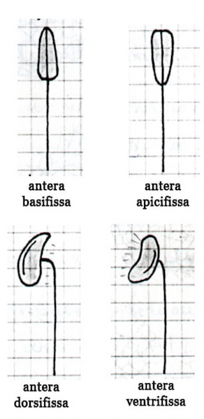 Classificazione degli stami in base all'inserzione dell'antera sul filamento