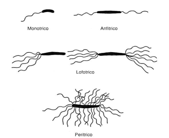 Classificazione dei batteri in base al numero e alla disposizione dei flagelli.